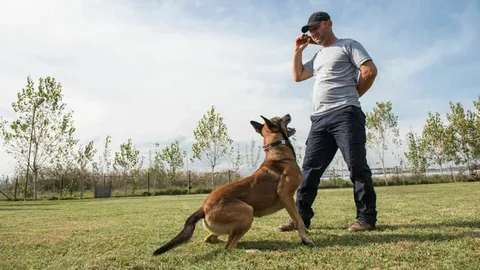 Dog Training for Difficult Dogs That Builds Lasting Results